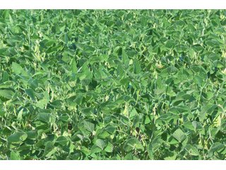 Farmland in Benton & Boone Counties, Indiana - LAND AUCTION - 118.5+/- ACRES IN 3 TRACTS IN BENTON & BOONE COUNTIES, INDIANA